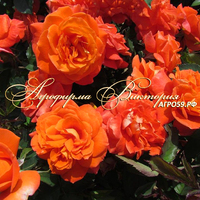 Роза "SUPER TROUPER" ("Супер Трупер", "Super Trouper", Floribunda, Fryer, 2008) (САЖЕНЦЫ РОЗ ЧАЩЕ ВСЕГО ОТПРАВЛЯЕМ УЖЕ С БУТОНАМИ ИЛИ ЦВЕТУЩИМИ) Роза "SUPER TROUPER" ("Супер Трупер", "Super Trouper", Floribunda, Fryer, 2008) (САЖЕНЦЫ РОЗ ЧАЩЕ ВСЕГО ОТПРАВЛЯЕМ УЖЕ С БУТОНАМИ ИЛИ ЦВЕТУЩИМИ)